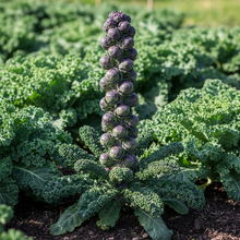 Kalettes F1 Garden Mix Hybrid Vegetable Seeds