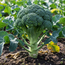 Broccoli Mendocino Seeds for Garden Planting