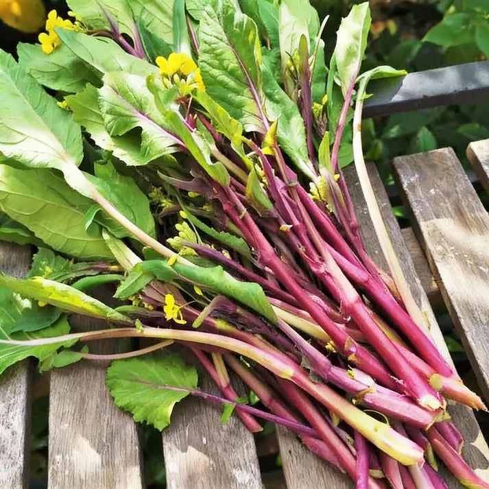 Purple Choy Sum Seeds for Home Garden