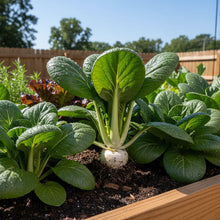 Tatsoi Leafy Vegetable Seeds for Home Garden