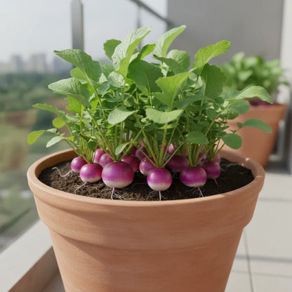 Radishes With Diana Seeds for Garden Planting