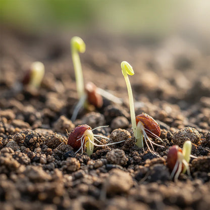 Carson Carrot Seeds Heirloom Carrot Seeds for Home Garden