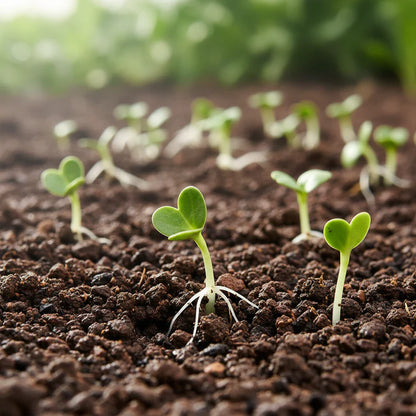 Catalina Spinach Seeds