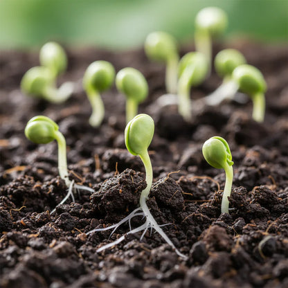 Emperor Spinach Seeds for Home Garden