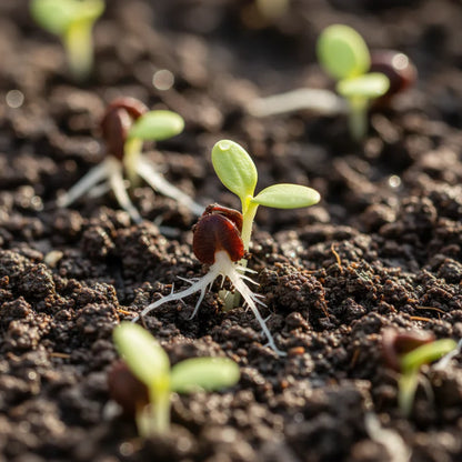 Fat N Sassy Bell Pepper Seeds