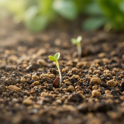 Great Lakes Lettuce Seeds for Home Garden