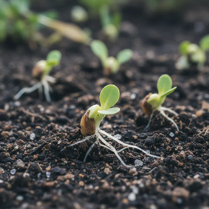 Winter Density Lettuce Seeds for Home Garden