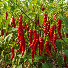 Kashmiri Mirchi Chili Seeds for Planting – Organic Seeds for Planting & Gardening