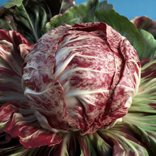 Chicory Cicoria de Chioggia Seeds