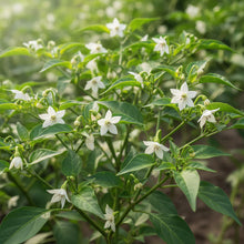 Red Manzano Chili Pepper Seeds for Planting (Capsicum pubescens) – Home Gardening