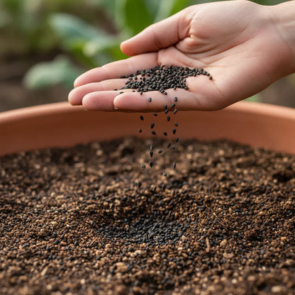 Lacinato Kale Seeds for Planting