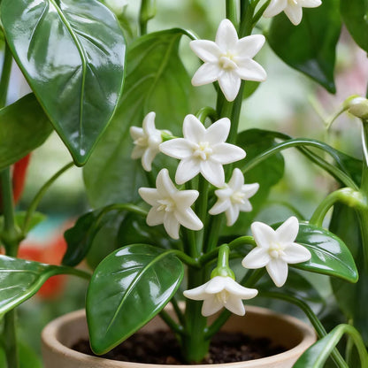 Capsicum Chili Pepper Seeds for Home Garden