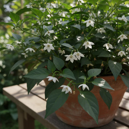 7 Variety Combo Pepper Seeds for Home Garden