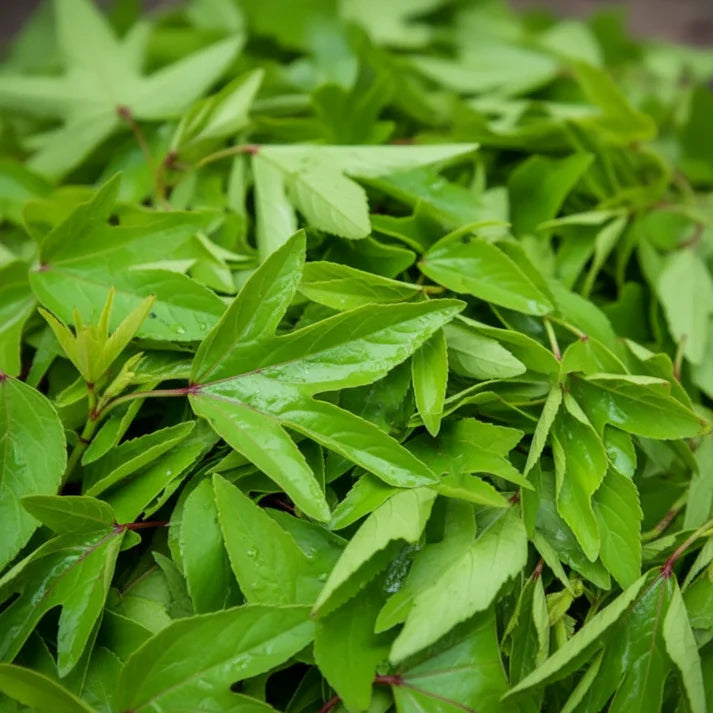 Gongura Seeds for Planting