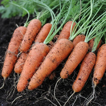 Ruby Prince F1 Red Carrot Seeds – Hybrid Garden Carrots