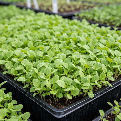 Baby's Leaf Spinach Seeds for Planting