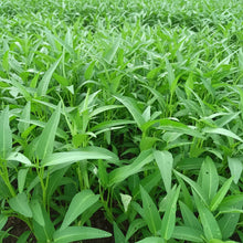 Kangkong Water Spinach Bamboo Leaf Seeds for Planting