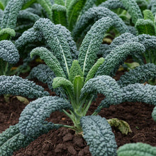 Lacinato Kale Seeds for Planting