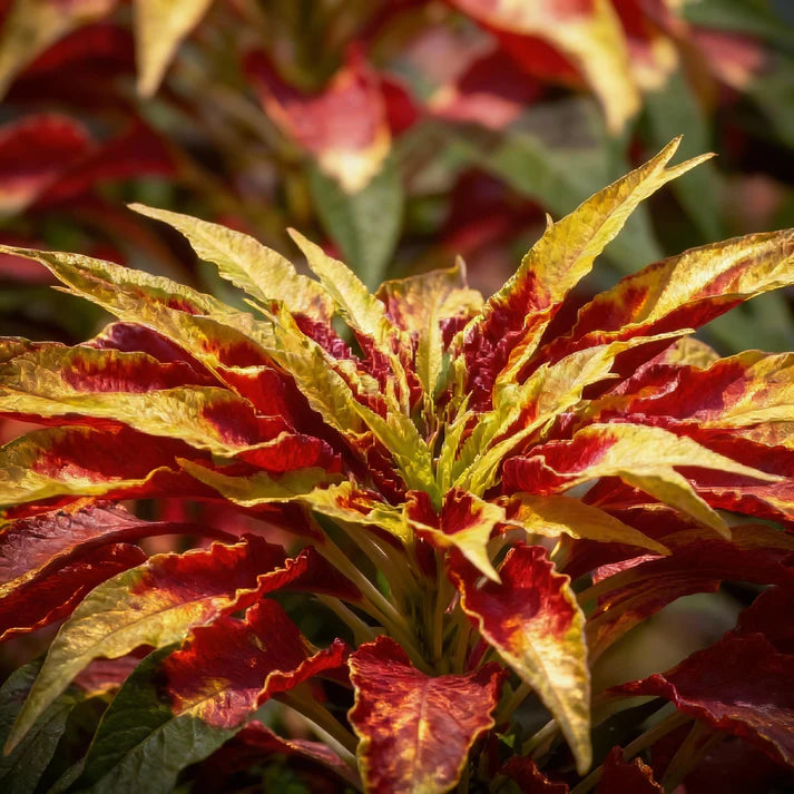 Molten Fire Amaranth Seeds