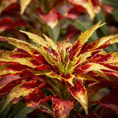 Molten Fire Amaranth Seeds