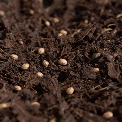 Broccoli Leaf Spigariello Seeds for Planting