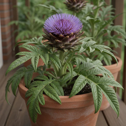 Purple Headed Artichoke Seeds for Planting