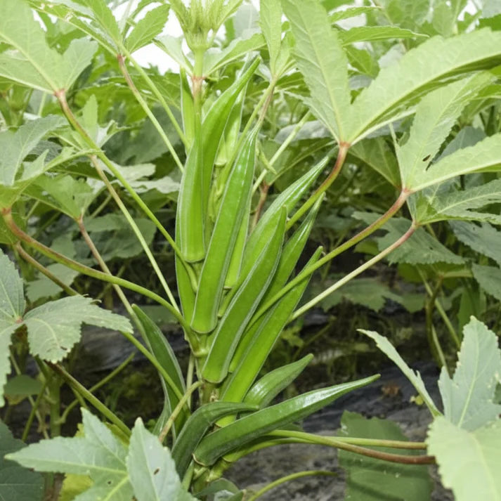 Okra Heirloom Mix Seeds for Planting – Non-GMO Varieties