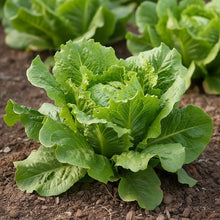 Great Lakes Lettuce Seeds for Home Garden
