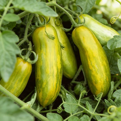Tomato Green Sausage Seeds for Home Garden Planting