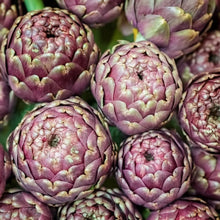 Purple Headed Artichoke Seeds for Planting