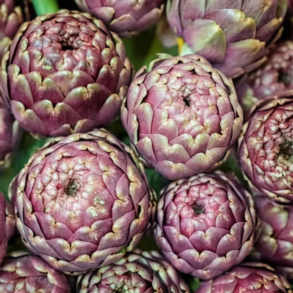 Purple Headed Artichoke Seeds for Planting