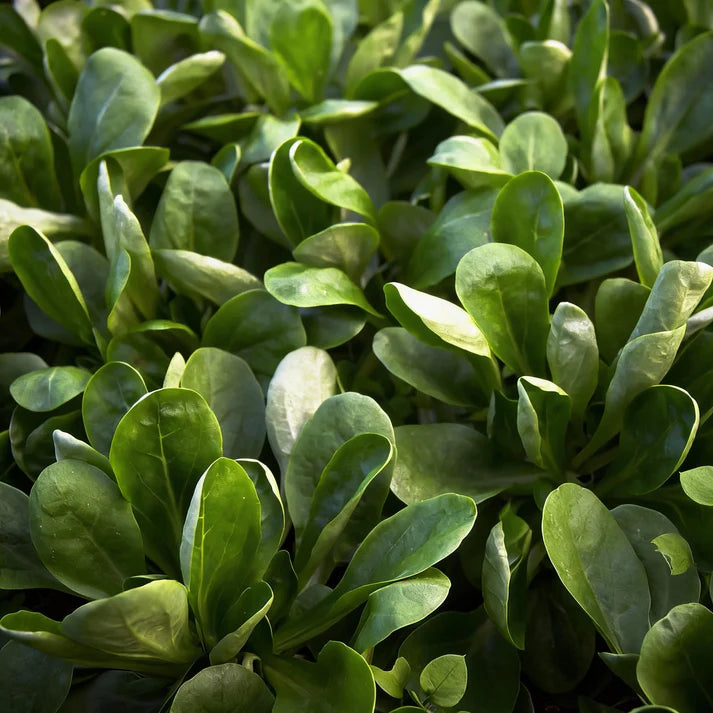 Large Dutch Corn Salad Seeds