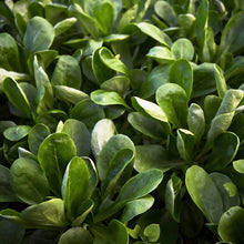 Large Dutch Corn Salad Seeds