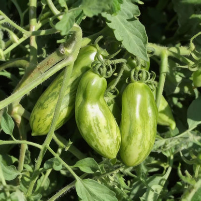 Tomato Green Sausage Seeds for Home Garden Planting