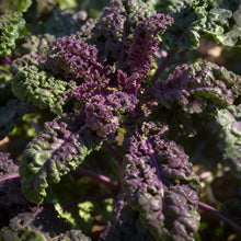 Red Ruble Kale Seeds for Garden Planting