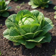 Iceberg Lettuce Seeds for Home Garden