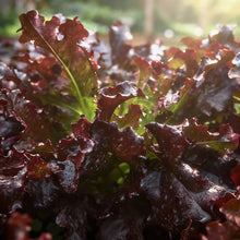 Red Salad Bowl Lettuce Seeds