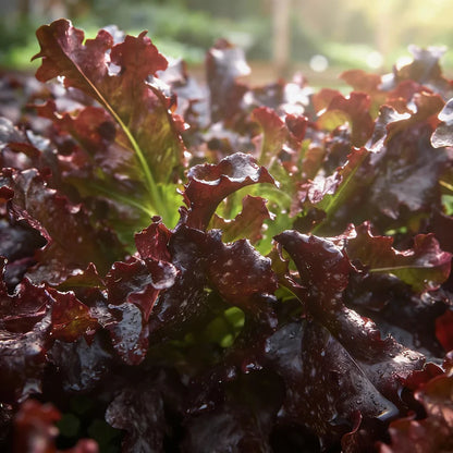 Red Salad Bowl Lettuce Seeds