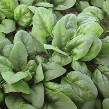 Regiment Spinach Seeds for Home Garden