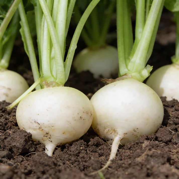 Radish Albena Seeds for Home Gardening