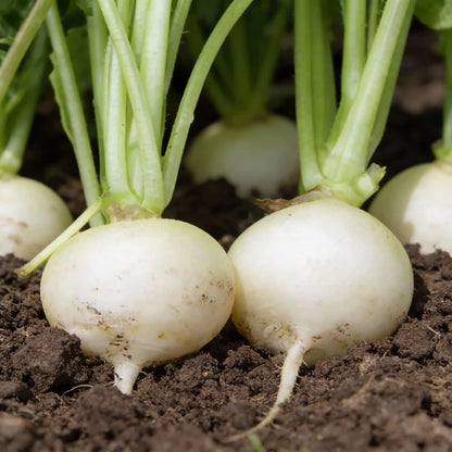 Radish Albena Seeds for Home Gardening