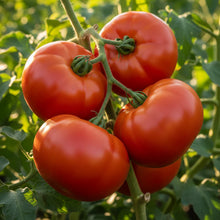 Mortgage Lifter Tomato Seeds – Heirloom Beefsteak Tomato Seeds for Home Garden