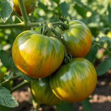 Green Zebra Tomato Seeds – Heirloom Striped Tomato Seeds for Home Garden