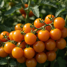 Jaune Flammee Tomato Seeds – Heirloom Cherry Tomato Seeds for Home Garden