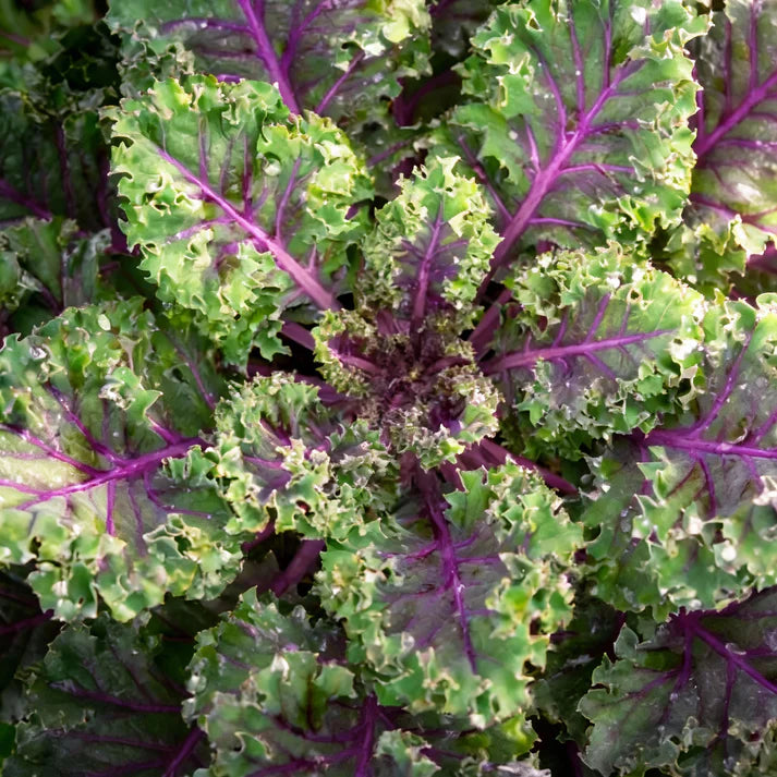 Red Kale Vegetable Seeds for Garden Planting