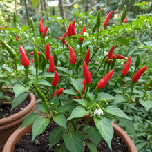 Red Manzano Chili Pepper Seeds for Planting (Capsicum pubescens) – Home Gardening
