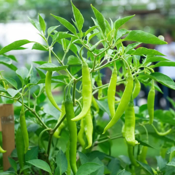 Chilli Vegetable Seeds for Planting – Spicy Pepper Seeds for Home Gardening