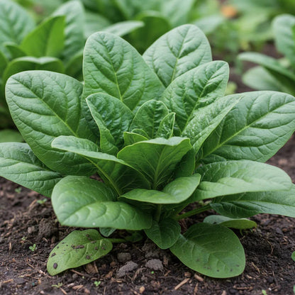 Tyee Spinach Seeds for Planting