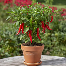 Ghost Pepper Seeds for Planting (Bhut Jolokia) – Heirloom Non-GMO Extreme Heat Chili Seeds