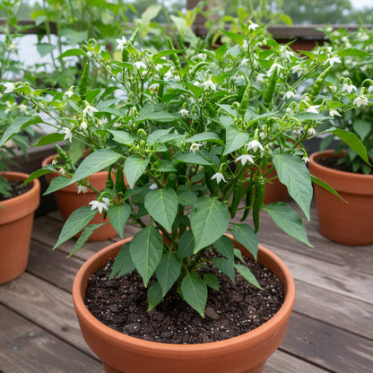 Chilli Vegetable Seeds for Planting – Spicy Pepper Seeds for Home Gardening